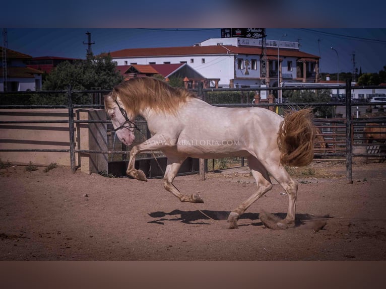 PRE Étalon 4 Ans 171 cm Perlino in Rafelguaraf