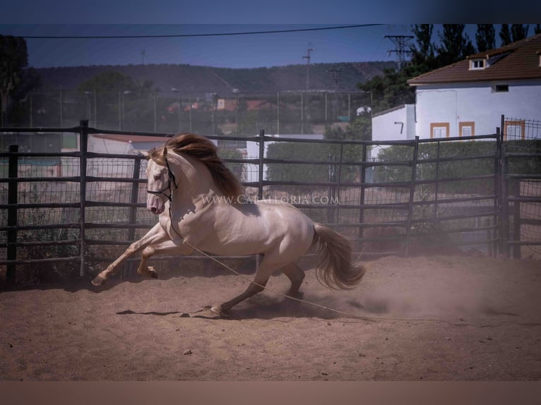 PRE Étalon 4 Ans 171 cm Perlino in Rafelguaraf