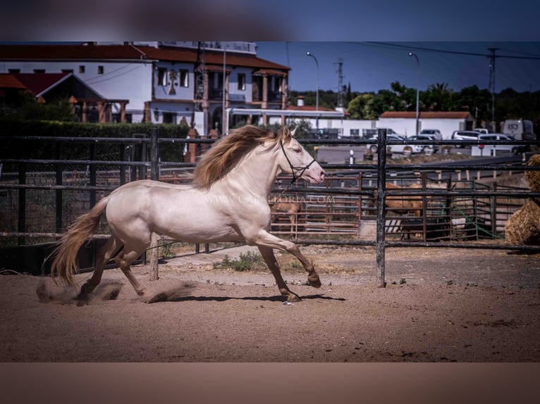 PRE Étalon 4 Ans 171 cm Perlino in Rafelguaraf