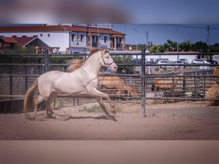 PRE Étalon 4 Ans 171 cm Perlino in Rafelguaraf