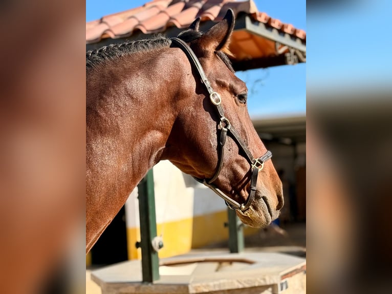 PRE Croisé Étalon 4 Ans 172 cm Bai brun in Martfeld