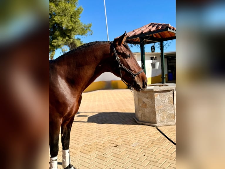 PRE Croisé Étalon 4 Ans 172 cm Bai brun in Martfeld