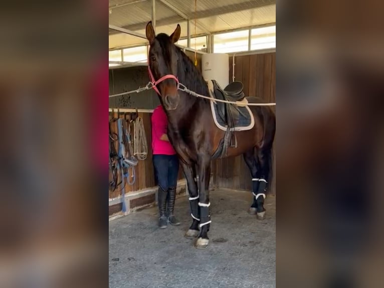 PRE Étalon 4 Ans 172 cm Bai brun in Alicante