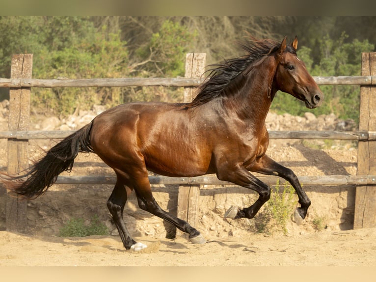 PRE Croisé Étalon 4 Ans 172 cm Bai in El Catllar