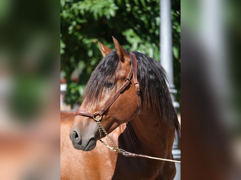 PRE Croisé Étalon 4 Ans 172 cm Bai in Hamburg