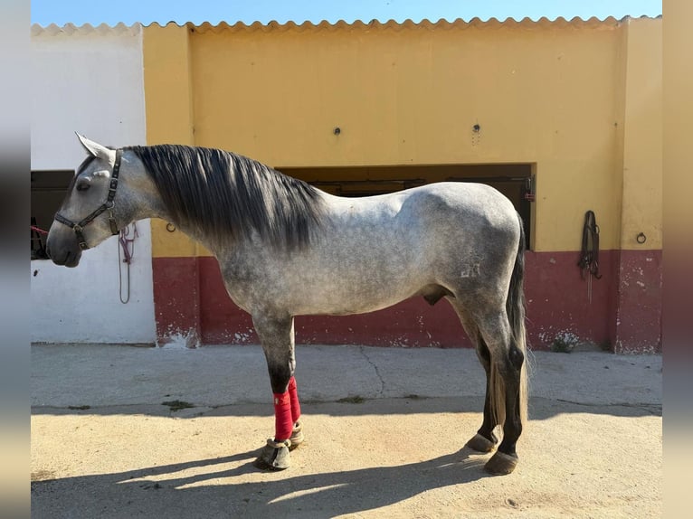 PRE Étalon 4 Ans 172 cm Gris in Terrassa
