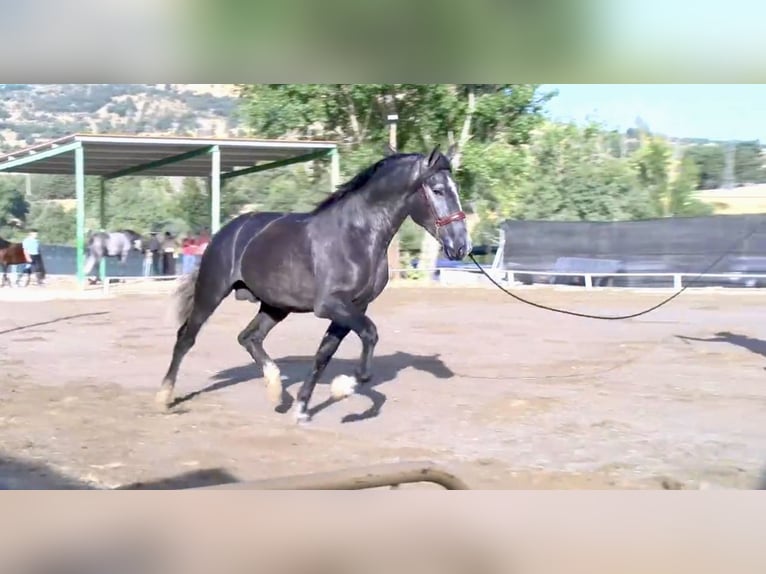 PRE Croisé Étalon 4 Ans 172 cm Gris pommelé in Talavera De La Reina