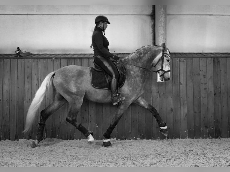 PRE Étalon 4 Ans 172 cm Gris pommelé in HEUVELLAND