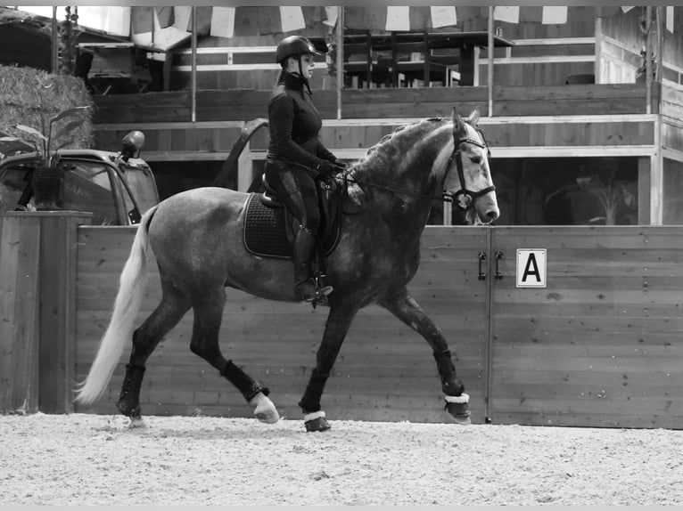 PRE Étalon 4 Ans 172 cm Gris pommelé in HEUVELLAND