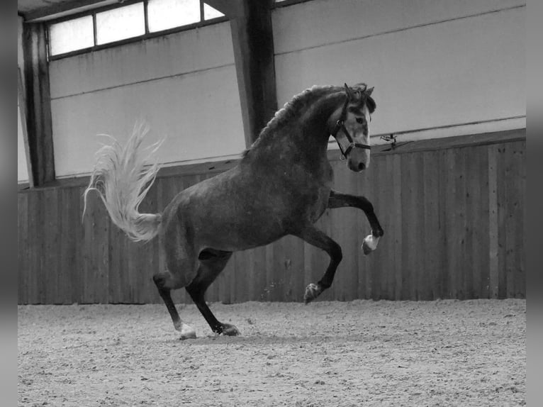 PRE Étalon 4 Ans 172 cm Gris pommelé in HEUVELLAND