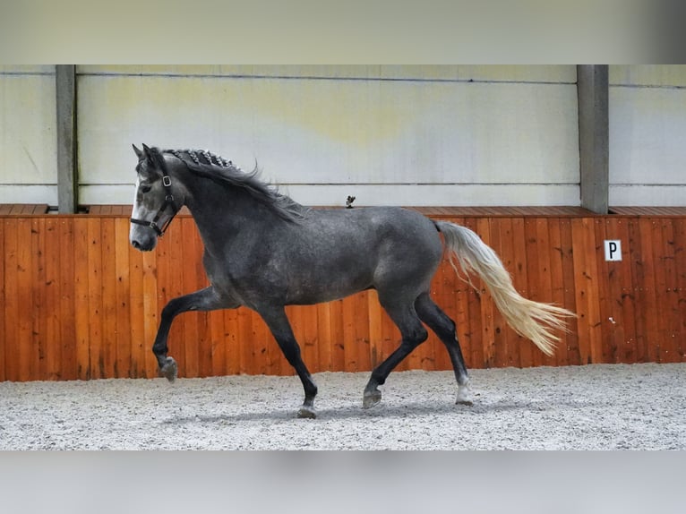 PRE Étalon 4 Ans 172 cm Gris pommelé in HEUVELLAND