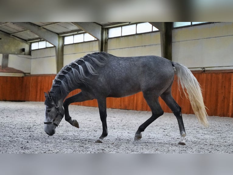 PRE Étalon 4 Ans 172 cm Gris pommelé in HEUVELLAND