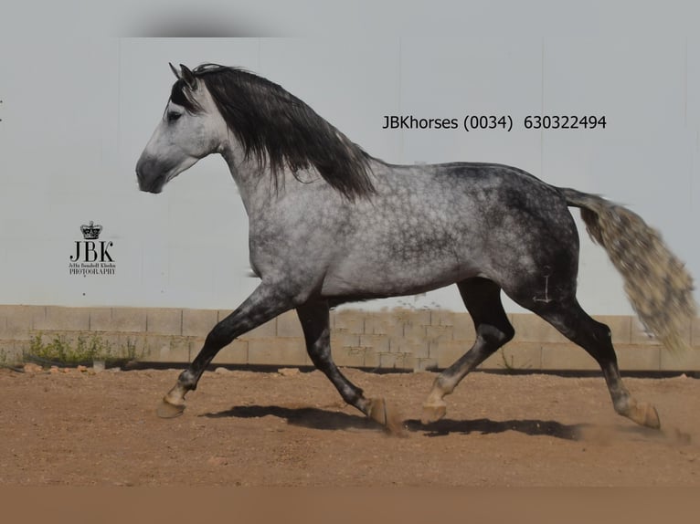 PRE Étalon 4 Ans 172 cm Gris pommelé in Tabernas Almeria