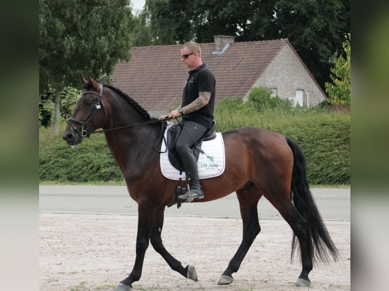 PRE Étalon 4 Ans 173 cm Bai brun in Boezinge