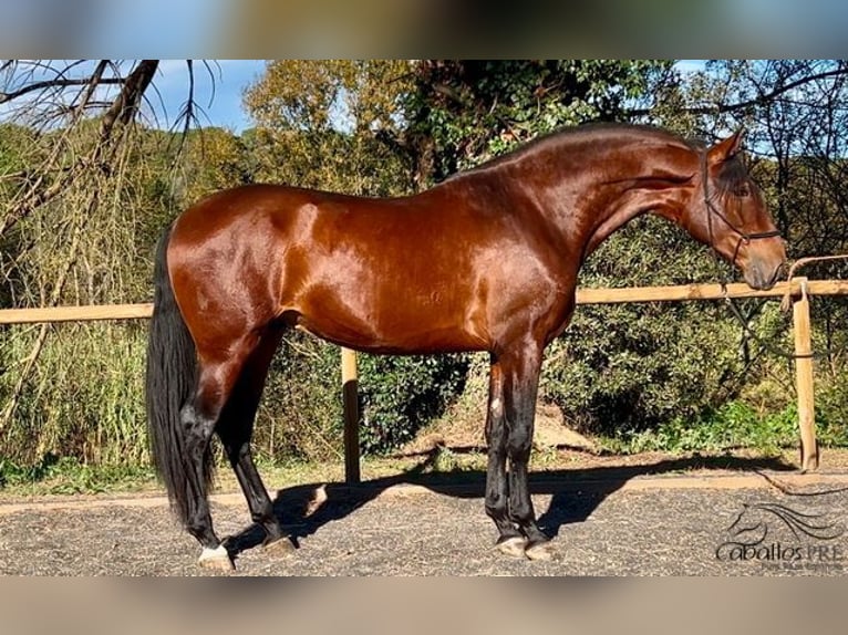 PRE Étalon 4 Ans 173 cm Bai in Barcelona