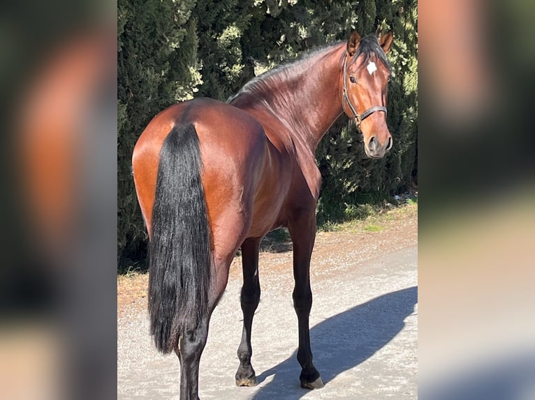 PRE Croisé Étalon 4 Ans 173 cm Bai in Hamburg Rahlstedt