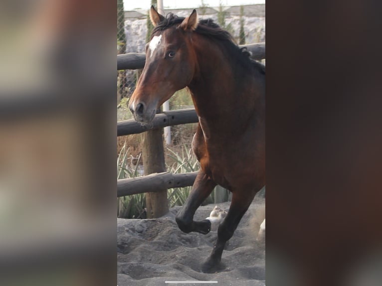 PRE Croisé Étalon 4 Ans 173 cm in Almerimar