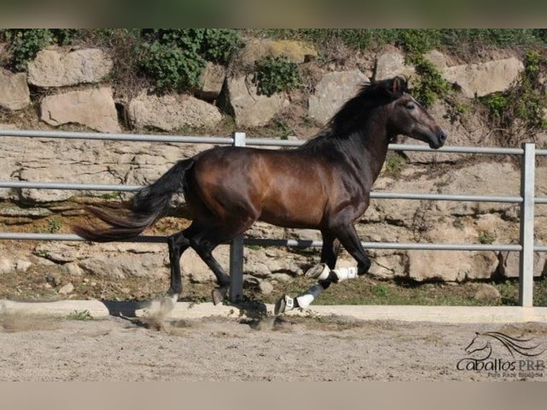 PRE Étalon 4 Ans 173 cm Gris in Barcelona