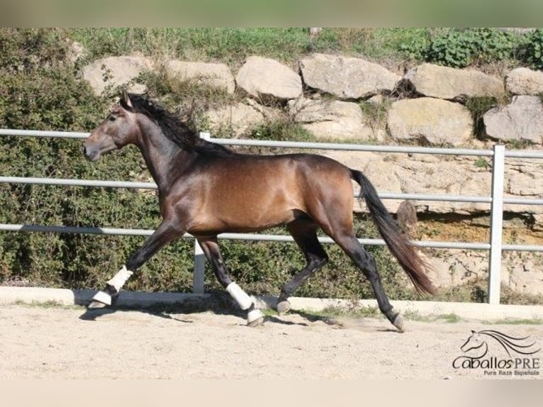 PRE Étalon 4 Ans 173 cm Gris in Barcelona