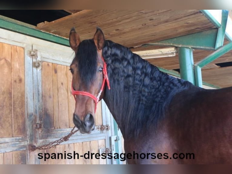 PRE Croisé Étalon 4 Ans 174 cm Bai in Barcelona