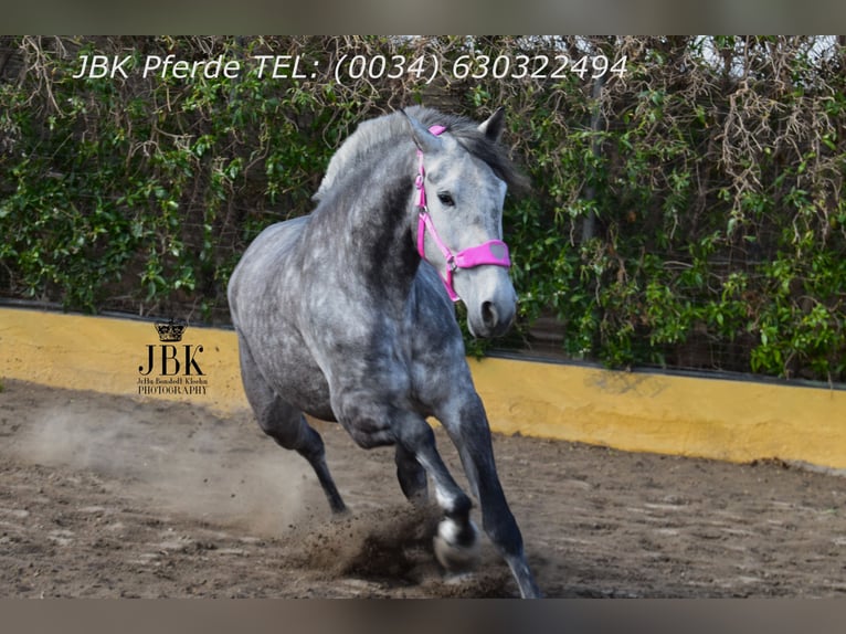 PRE Croisé Étalon 4 Ans 174 cm Gris pommelé in Tabernas Almeria