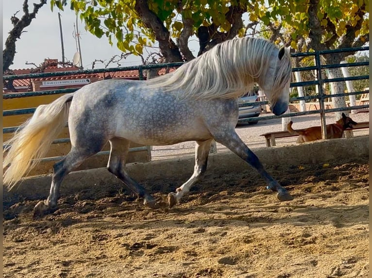 PRE Croisé Étalon 4 Ans 174 cm Gris pommelé in Martfeld