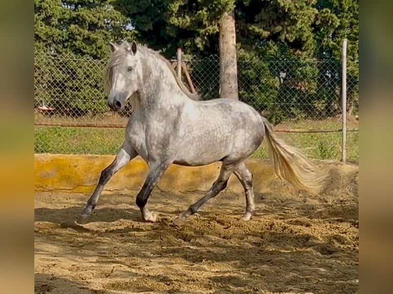 PRE Croisé Étalon 4 Ans 174 cm Gris pommelé in Martfeld