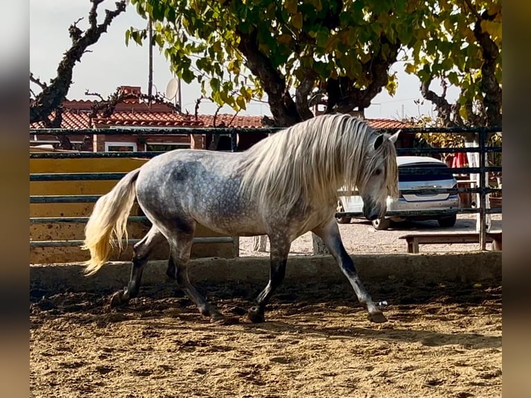 PRE Croisé Étalon 4 Ans 174 cm Gris pommelé in Martfeld