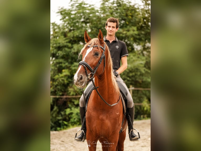 PRE Étalon 4 Ans 175 cm in Beauvechain