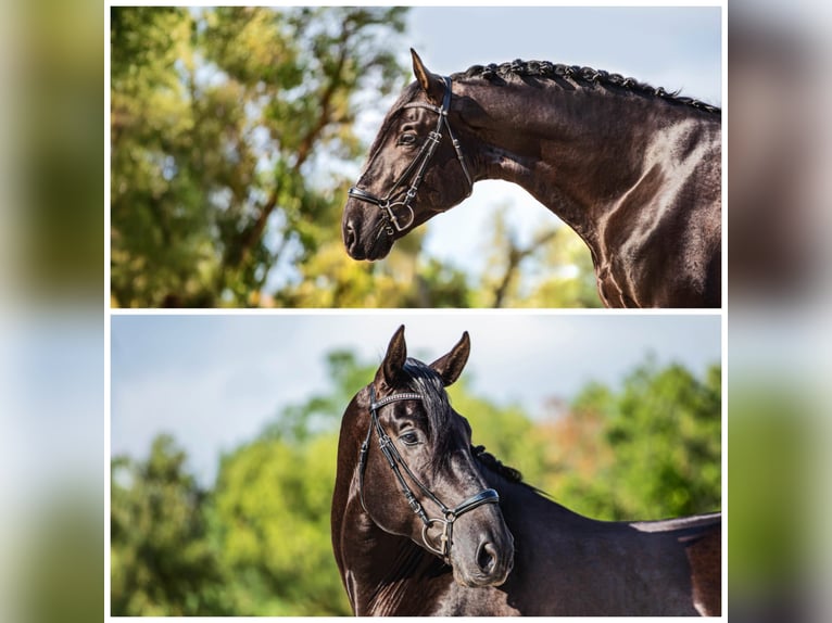 PRE Croisé Étalon 4 Ans 175 cm Noir in Palafolls