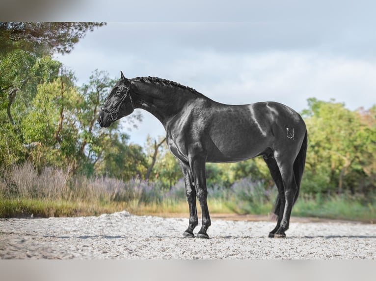 PRE Croisé Étalon 4 Ans 175 cm Noir in Palafolls