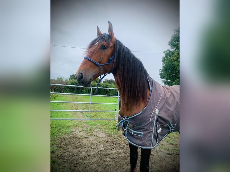 PRE Croisé Étalon 4 Ans 176 cm Bai in Maisonnais