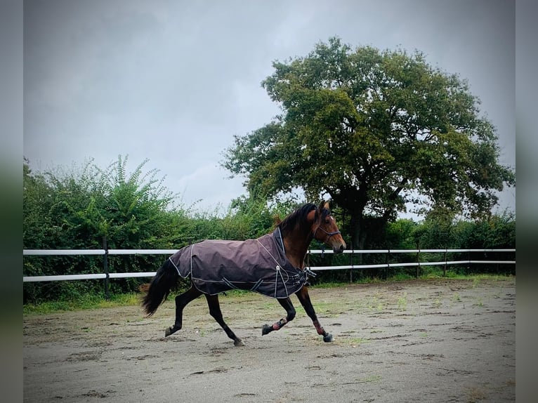 PRE Croisé Étalon 4 Ans 176 cm Bai in Maisonnais