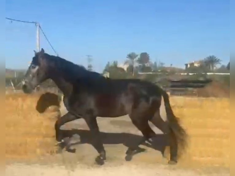 PRE Étalon 4 Ans 176 cm  in Almeria