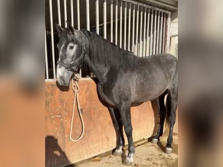PRE Étalon 4 Ans 176 cm  in Almeria
