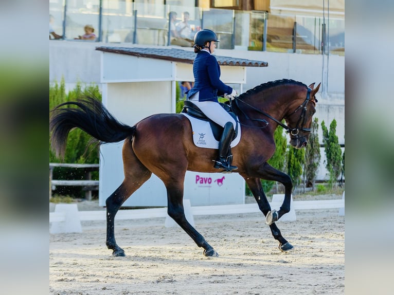 PRE Croisé Étalon 4 Ans 178 cm Bai in Cañada De San Pedro