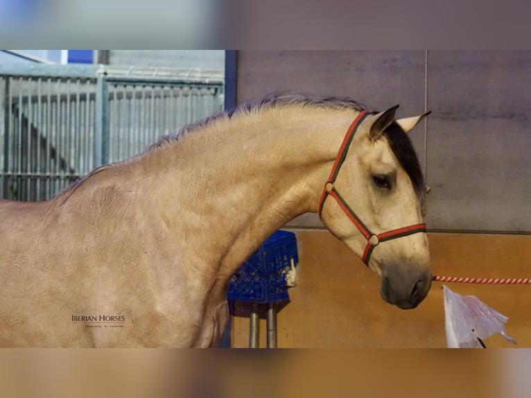 PRE Croisé Étalon 4 Ans 178 cm Isabelle in Navas Del Madroño