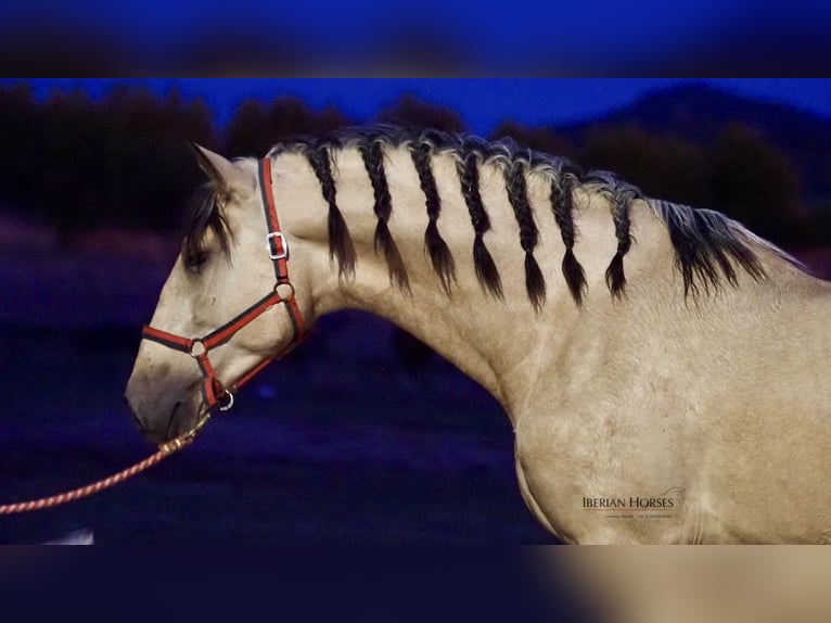 PRE Croisé Étalon 4 Ans 178 cm Isabelle in Navas Del Madroño