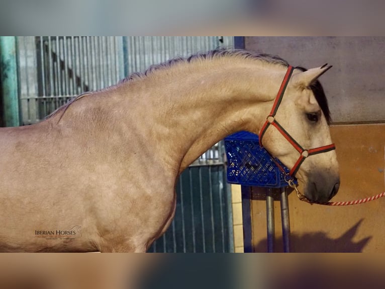 PRE Croisé Étalon 4 Ans 178 cm Isabelle in Navas Del Madroño