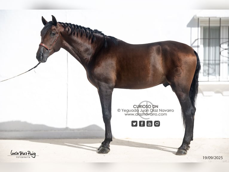 PRE Étalon 4 Ans 180 cm Bai in Arjona