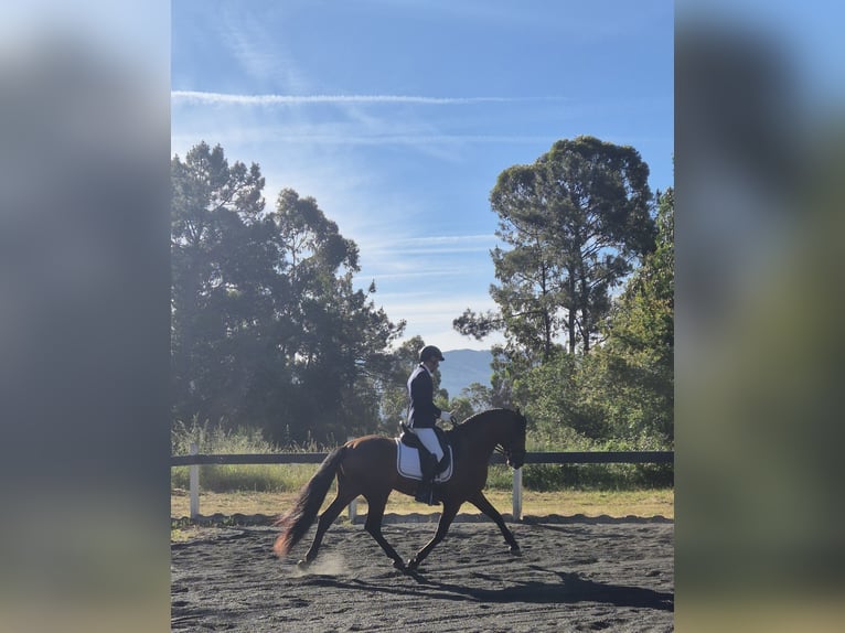 PRE Étalon 4 Ans Bai in Angustia, A (Nigran)