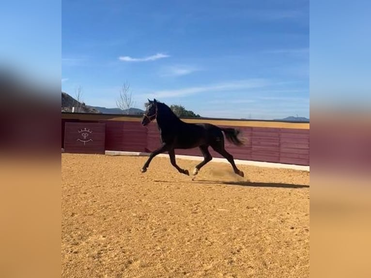 PRE Croisé Étalon 4 Ans Gris in Alicante