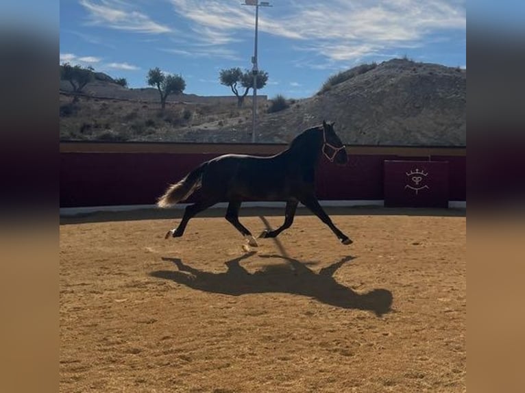 PRE Croisé Étalon 4 Ans Gris in Alicante