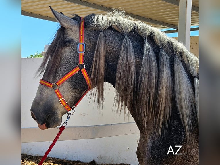 PRE Croisé Étalon 4 Ans Gris in Agost