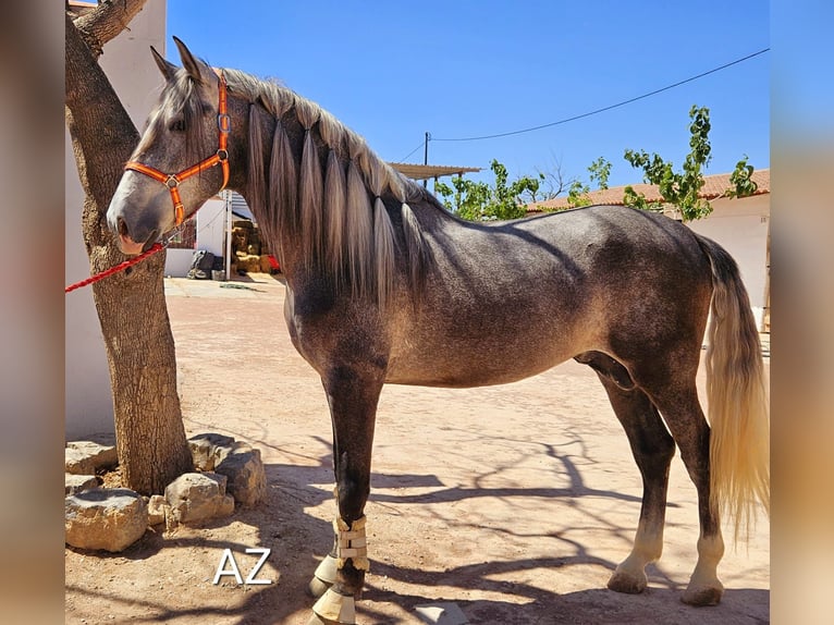 PRE Croisé Étalon 4 Ans Gris in Agost