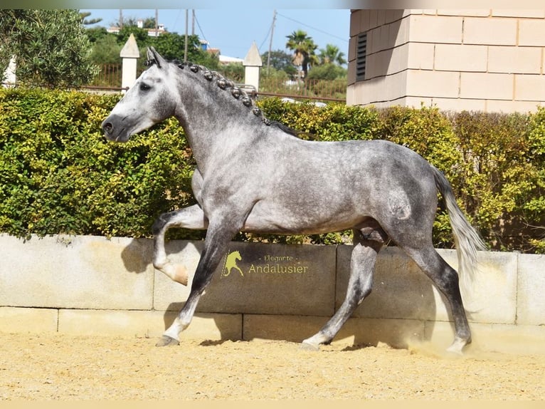 PRE Étalon 4 Ans Gris in Provinz Malaga