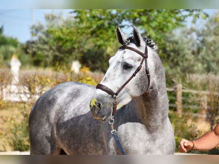 PRE Étalon 4 Ans Gris in Provinz Malaga