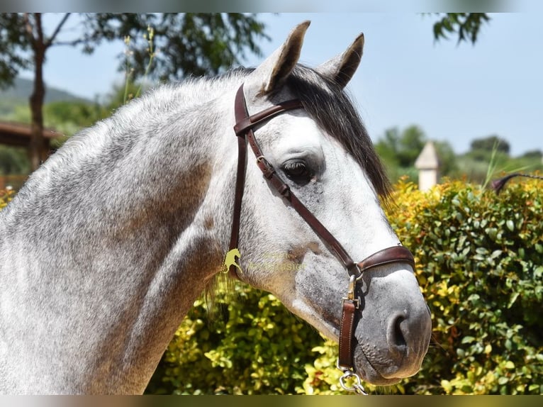 PRE Étalon 4 Ans Gris in Provinz Malaga