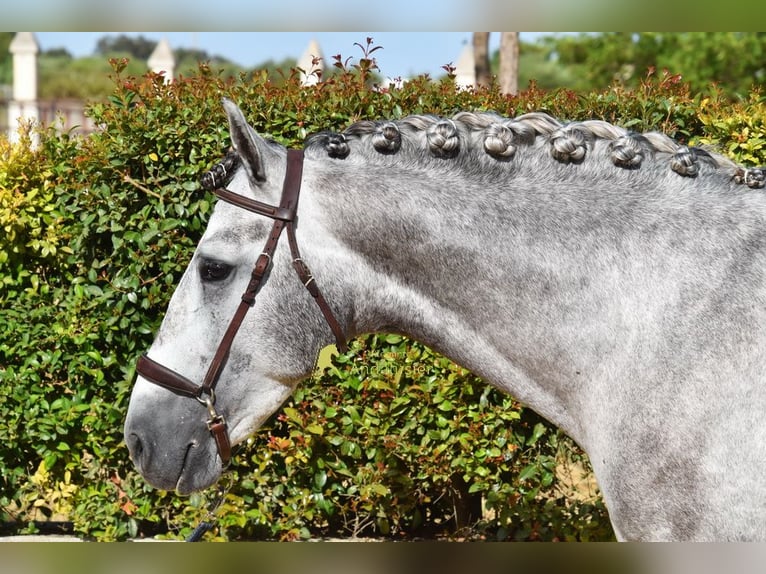 PRE Étalon 4 Ans Gris in Provinz Malaga