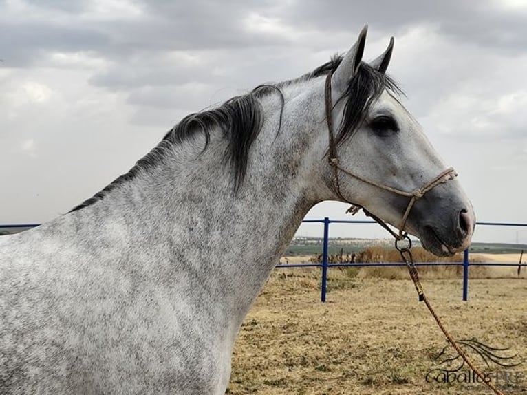 PRE Étalon 4 Ans Gris in Badajoz